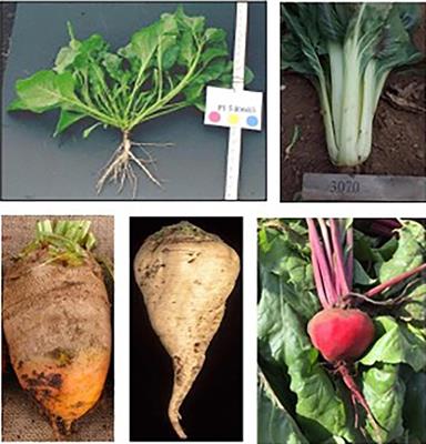 Evolution of Root Morphology in Table Beet: Historical and Iconographic